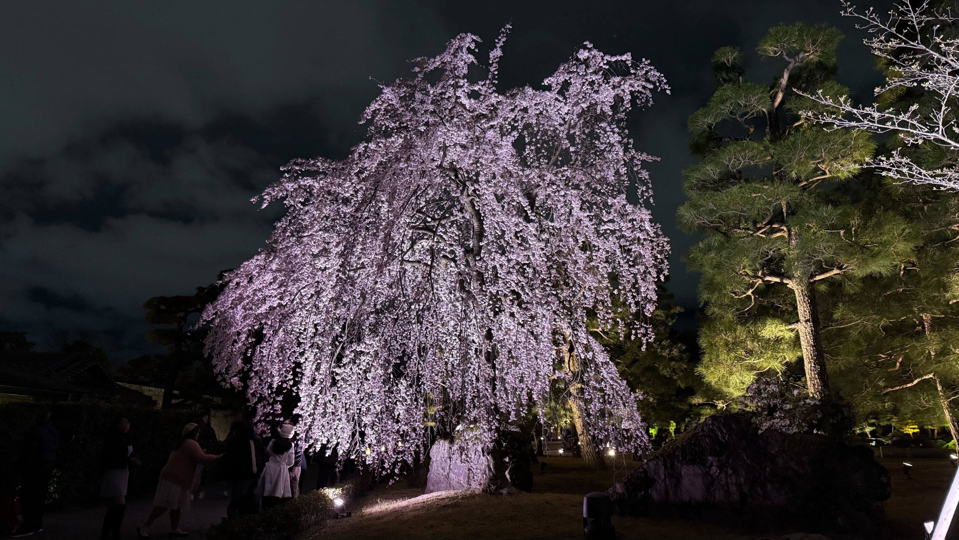 NAKED meets 二条城 2025 桜 on X: 