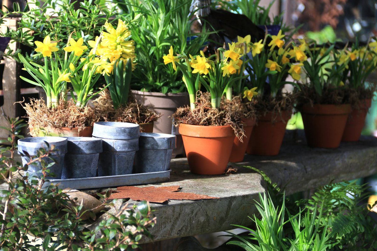 Best ever selection for Mother's Day.
#mothersdayspecial #motherdaygift #mothersday #MothersDay2025
#growyourownfoods #vegetables #fruitgrowing