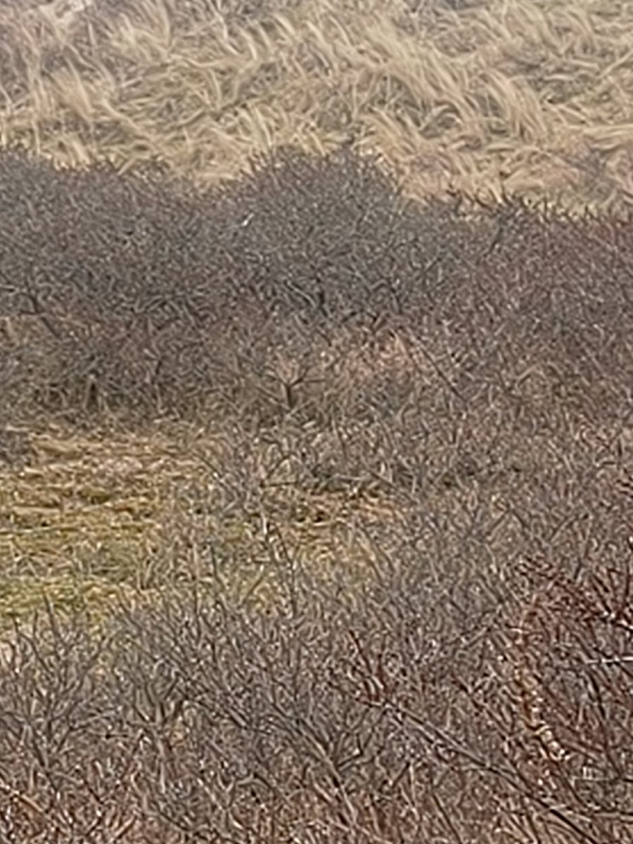 Natuurfotografie is niet een van mijn sterke punten 😄 Maar de eerste blauwborst is gespot dit jaar. En omdat deze wandeling ook een prachtige ijsvogel, roodborsttapuit, kneu en een groenling zich meldden, was er aan kleur geen gebrek. Castricum heeft het.