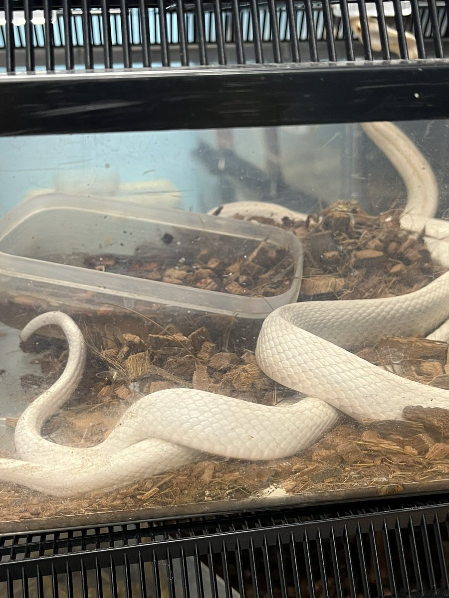 ココ最近、相も変わらずコーンのペアリングに励んでおります…。
このスノーストライプのオス我が家でも指折りのテクニシャンだったのですが、ここ数年交尾が下手になってきました…やっぱり歳には勝てぬか💦
 #コーンスネーク #フトアゴ #クレス #爬虫類好き #Port
