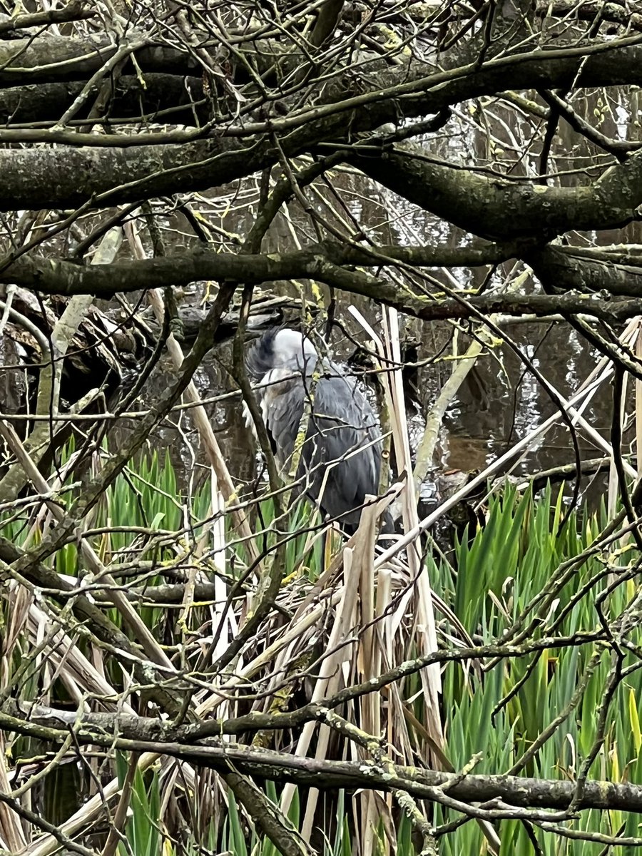 Topcliffeoutdoors (@topcliffehub) on Twitter photo Year 5 GOATI group got this close to a heron this week!! We saw lots of wildlife at Plantsbrook nature reserve on our 5km walk!! <a href="/Topcliffeschool/">Topcliffe Primary</a> Year 5 GOATI group got this close to a heron this week!! We saw lots of wildlife at Plantsbrook nature reserve on our 5km walk!! <a href="/Topcliffeschool/">Topcliffe Primary</a>