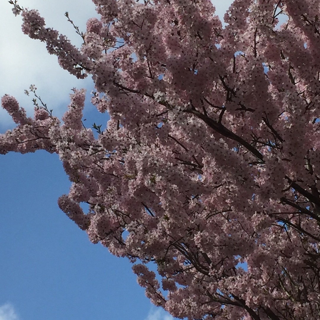 Our blossom tree was looking amazing this week, which inspired us to make some of our own! instagr.am/p/DHvnIBSiGLL/
