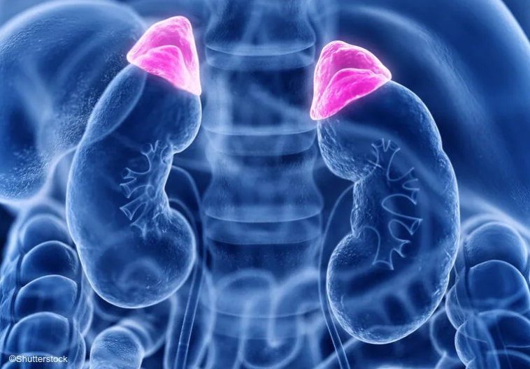MayoClinicSurg's tweet photo. A recent @MayoClinic study led by #EndocrineSurgeons Dr. Travis McKenzie and Dr. Trenton Foster indicates that unilateral adrenalectomy could be an effective addition to medical treatment for some patients with bilateral aldosterone excess. https://t.co/JBOcXOPbRM https://t.co/FRl1iDSJ45