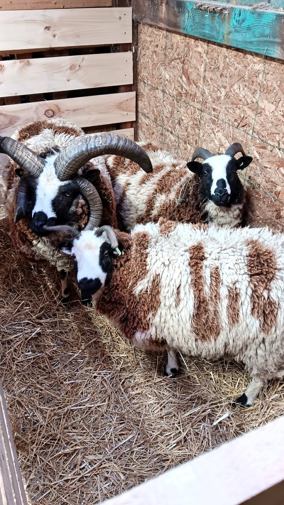 Hector Velazquez tweet media