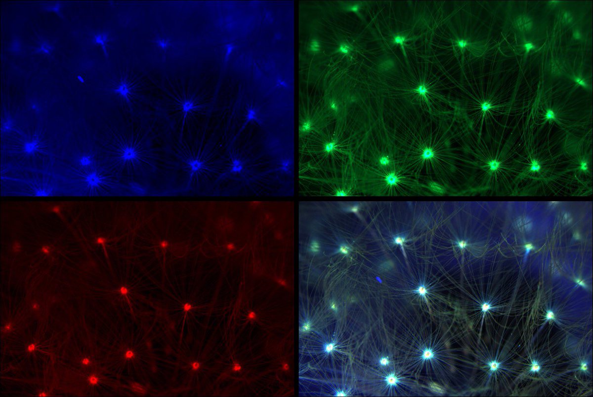 UTK_Microscopy tweet media