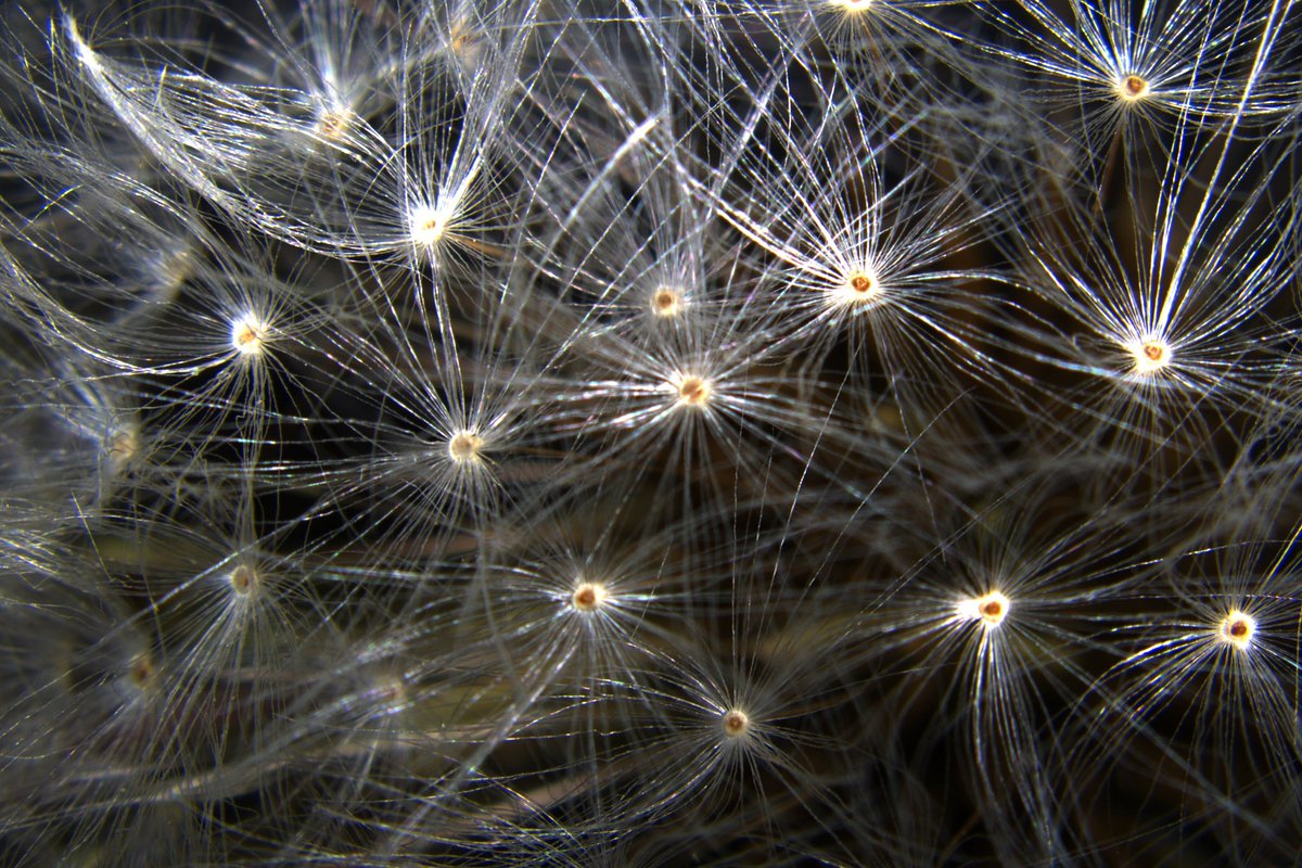 UTK_Microscopy tweet media