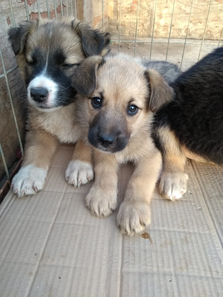 fucancl's tweet photo. NACIERON BAJO CONTAINER, ENADOPCIÓN ::: hembras, desechadas por eso, buscan una oportunidad de vida, lejos de ese container que las vio nacer y criarse escondidas bajo él.

Serán medianas.Compromiso esterilización, las podemos trasladar.  Martes vamos a santiago 

+569 59417690 https://t.co/jNo7qxvYtS