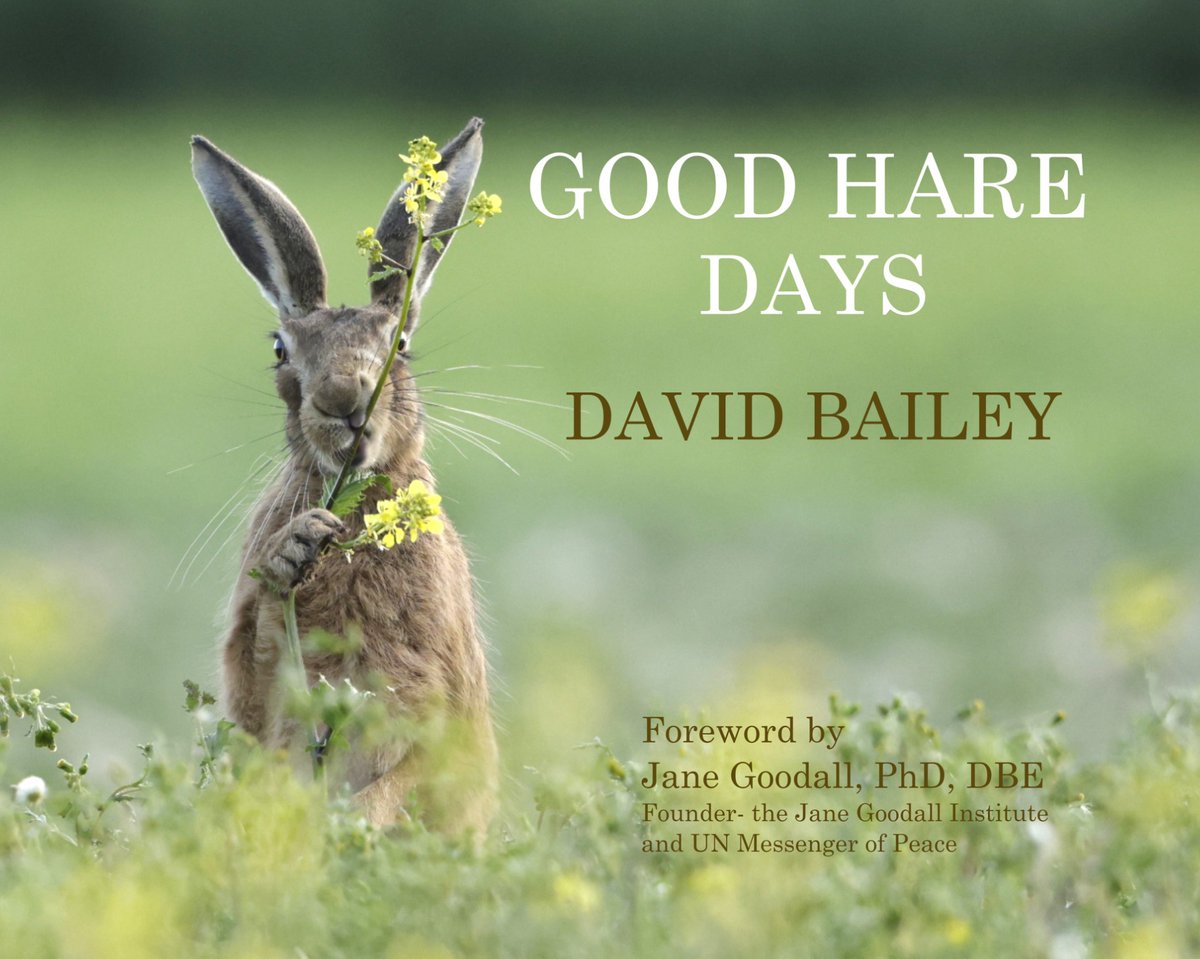 David Bailey (@davidbaileywild) on Twitter photo My new book Good Hare Days,available mid April <a href="/vickimichelle/">Vicki Michelle MBE π</a> <a href="/Ruth_ITV/">Ruth_TV</a> <a href="/DorsetWildlife/">Dorset Wildlife Trust</a> <a href="/DorsetMag/">Dorset Magazine</a> <a href="/beaverafanc/">Welsh Beaver Project</a> <a href="/PinemartensUK/">Stuart Edmunds</a> <a href="/APPGTrophyHunt/">APPG on Banning Trophy Hunting</a> <a href="/marcthevet/">Marc Abraham OBE</a> <a href="/PeterEgan6/">Peter Egan</a> <a href="/WildlifeMag/">BBC Wildlife</a> <a href="/TEC_Kimmeridge/">The Etches Collection</a> <a href="/newsynicola/">Nicola Goodwin ποΈπΊππββοΈπ</a> <a href="/springmeister/">jenny seagrove πππ</a> <a href="/WildByrne/">James Byrne</a> <a href="/DrKathWalker/">Katharine Walker</a> My new book Good Hare Days,available mid April <a href="/vickimichelle/">Vicki Michelle MBE π</a> <a href="/Ruth_ITV/">Ruth_TV</a> <a href="/DorsetWildlife/">Dorset Wildlife Trust</a> <a href="/DorsetMag/">Dorset Magazine</a> <a href="/beaverafanc/">Welsh Beaver Project</a> <a href="/PinemartensUK/">Stuart Edmunds</a> <a href="/APPGTrophyHunt/">APPG on Banning Trophy Hunting</a> <a href="/marcthevet/">Marc Abraham OBE</a> <a href="/PeterEgan6/">Peter Egan</a> <a href="/WildlifeMag/">BBC Wildlife</a> <a href="/TEC_Kimmeridge/">The Etches Collection</a> <a href="/newsynicola/">Nicola Goodwin ποΈπΊππββοΈπ</a> <a href="/springmeister/">jenny seagrove πππ</a> <a href="/WildByrne/">James Byrne</a> <a href="/DrKathWalker/">Katharine Walker</a>