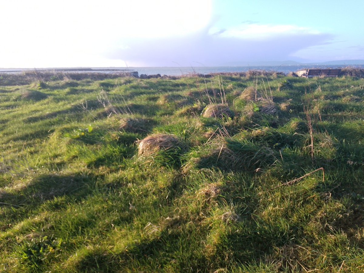 JStiepani's tweet image. Stop #invasive species! #Ecosystem services depends upon natural structure and #function of the near shore grasslands and meadows. #Resilience can be lost and ecosystems can collapse or enter a new state 🌱👇🌟 when natural or native #biodiversity is lost