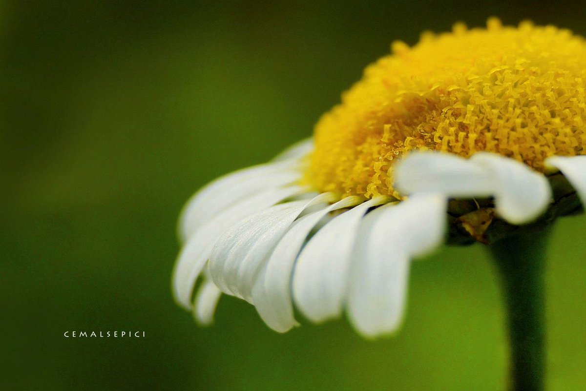 cemalsepici's tweet photo. İki kısa hayatım vardı..
Birini seviyor a birini sevmiyor a verdim

#photography #PHOTOS #artphoto #PhotographyIsArt #capture #cmlspc #cemalsepici #spring #bokeh #detail #natural #NatureBeautiful #NatureBeauty #naturelovers #NaturePhotograhpy #macrophotography #daisy https://t.co/tqSlznDTm3