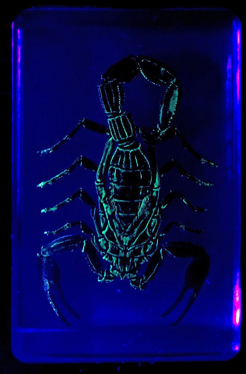 🦂The haunting scorpion fluorescence! 🦂
The scorpions are embedded in resin. Fluorescence is produced with ultraviolet light, but most wavelengths produce fluorescence. We use them to test animal and wide-field fluorescence imagers.

#FluorescenceFriday #SciComm #SciArt #BioArt