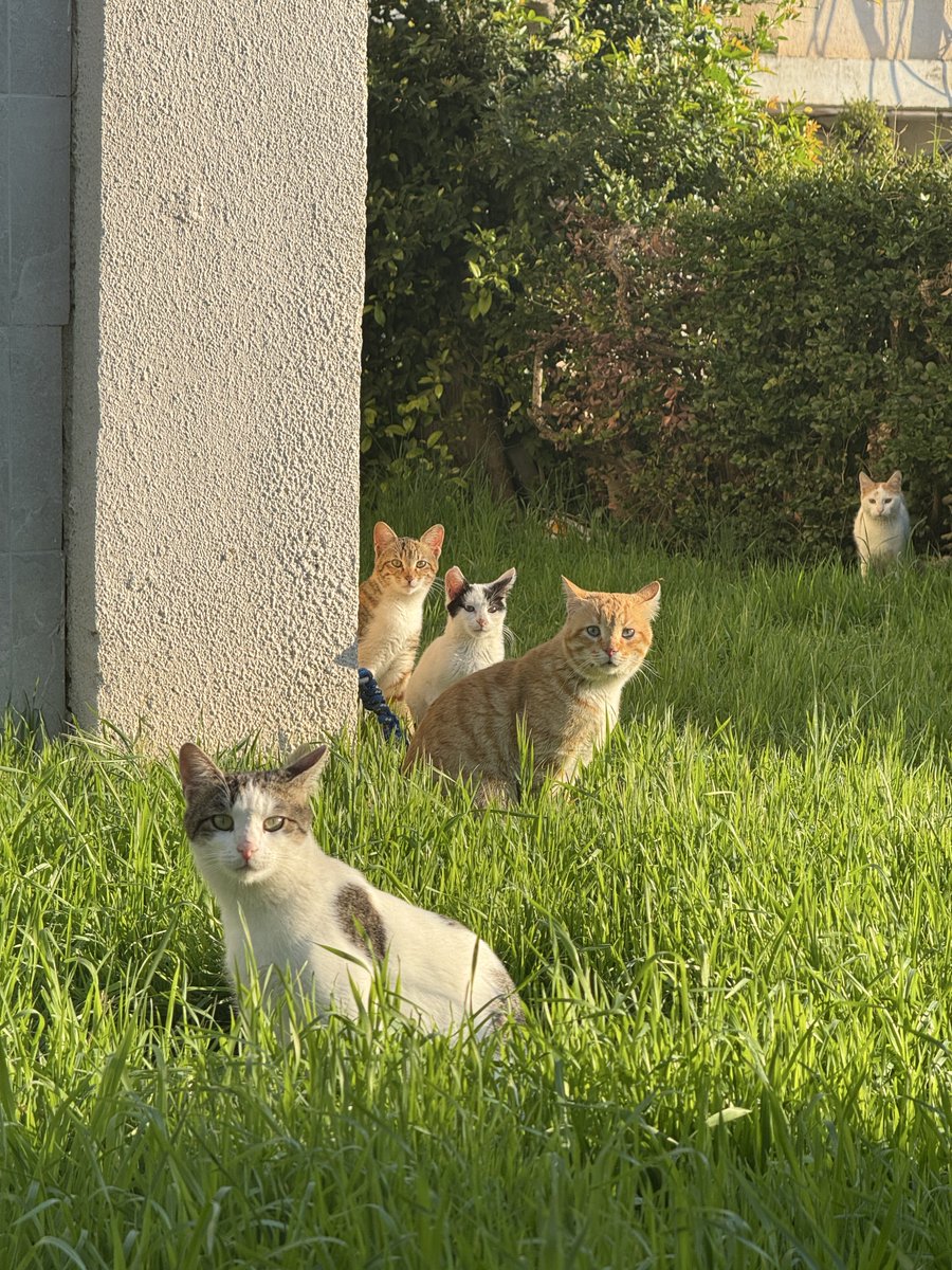 iprxy_loh's tweet image. В Израиле каждые 5 метров тебя встречает вот такая банда, хочется им отдать все свои деньги, лишь бы не отпиздили. 

Благо здесь совсем нет бездомных собак, только заблудившиеся голодные шакалы, наглые кабаны и напыщенные дикобразы