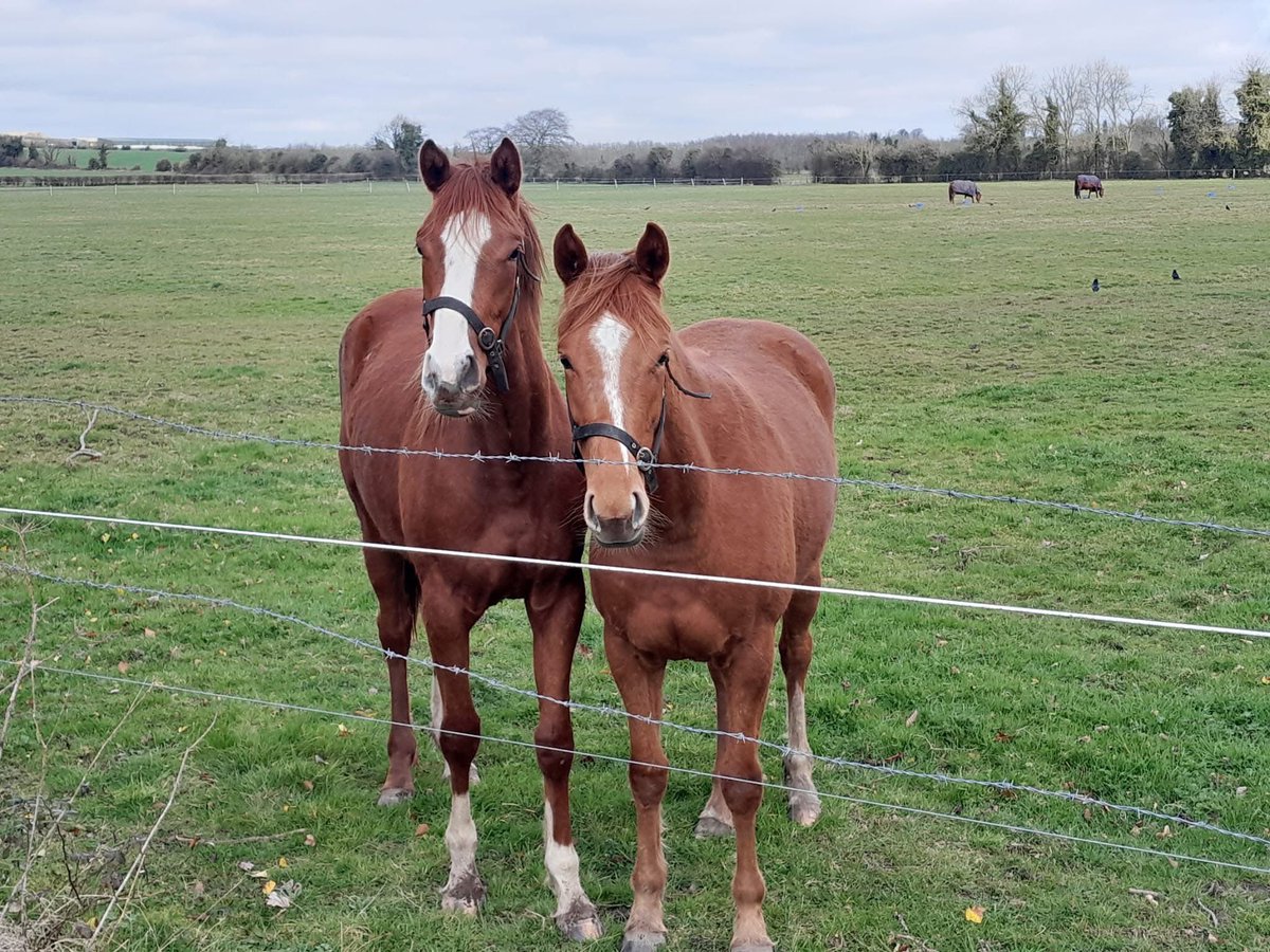 Spectators at the 4th tee on B course today 🐎 
Photo by member Roger Hynes
<a href="/GolfIreland_/">Golf Ireland</a> <a href="/amateur_info/">Irish Amateur golf info</a> <a href="/IrishGolfDesk/">Brian Keogh</a> <a href="/IrishGolferMag/">Irish Golfer</a> <a href="/kevinmarkham/">Kevin Markham</a> <a href="/JohnBre99690434/">John Brennan</a> <a href="/DublinJournosGS/">Dublin Journos GS</a>