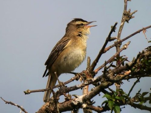 southdublinbirds (@birdwatchdublin) on Twitter photo Meeting Tues 1st April @ 8 in the Graduate Bar Rochestown Ave.
Our speaker will be Jason Monaghan who manages the highly successful Kilcoole breeding wader project. southdublinbirds.com/events/events.âŠ
Please share <a href="/BirdsMatter_ie/">BirdsMatter_ie</a> <a href="/BirdWatchIE/">BirdWatch Ireland</a> <a href="/DttDes/">DALKEY TIDY TOWNS</a>
<a href="/dlrcc/">DĂșn Laoghaire-Rathdown County Council</a> <a href="/WicklowBranch/">BirdWatch Ireland Wicklow Branch</a> <a href="/BWIFingal/">BWI Fingal</a> Meeting Tues 1st April @ 8 in the Graduate Bar Rochestown Ave.
Our speaker will be Jason Monaghan who manages the highly successful Kilcoole breeding wader project. southdublinbirds.com/events/events.âŠ
Please share <a href="/BirdsMatter_ie/">BirdsMatter_ie</a> <a href="/BirdWatchIE/">BirdWatch Ireland</a> <a href="/DttDes/">DALKEY TIDY TOWNS</a>
<a href="/dlrcc/">DĂșn Laoghaire-Rathdown County Council</a> <a href="/WicklowBranch/">BirdWatch Ireland Wicklow Branch</a> <a href="/BWIFingal/">BWI Fingal</a>