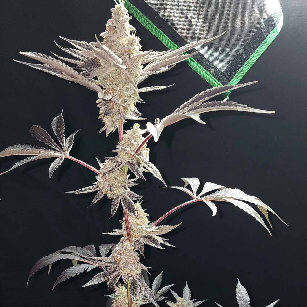 BentVibe's tweet photo. @RealAngryAlaska @WokeArchive I support all of my fellow gay growmies &amp; their 2nd amendment rights! What ya growing this year?

I'm stoked about these 2 I just terminated:

▪︎ Sundae Driver × Fruity Pebbles OG

&amp;

▪︎ "Hikari" - Sunset Sherbert × (Rainbow Belts 2.0 × Z)

It's going to be a great outdoor25! https://t.co/Yk5NQY8HlJ