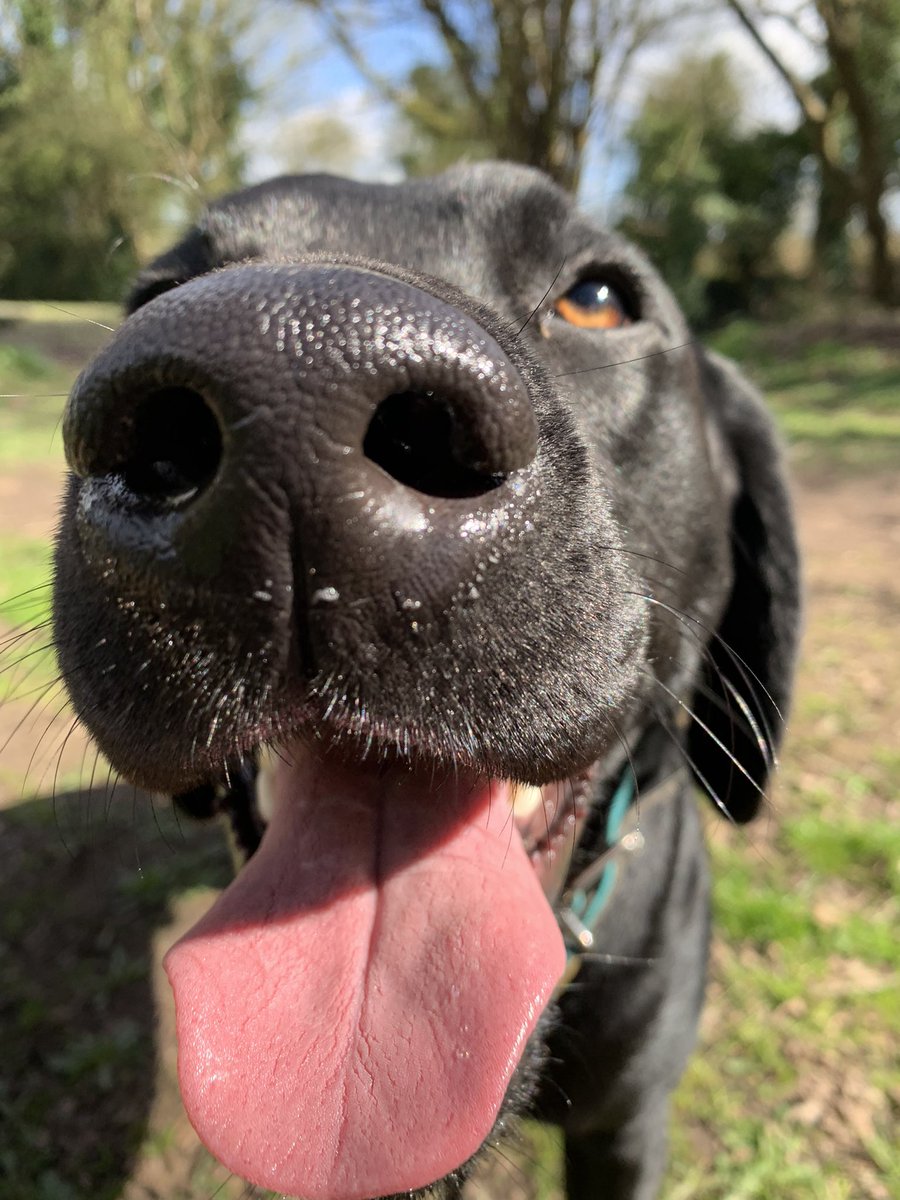 Post run Scooby 🙃 #Labrador