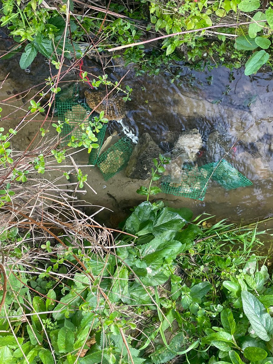 Aveiro’s urban streams are the focal points of the StreamScape project. Last week, we began our leaf litter decomposition studies. Our primary goal is to determine whether ecosystem services, such as decomposition, can serve as tools for evaluating the health of them.