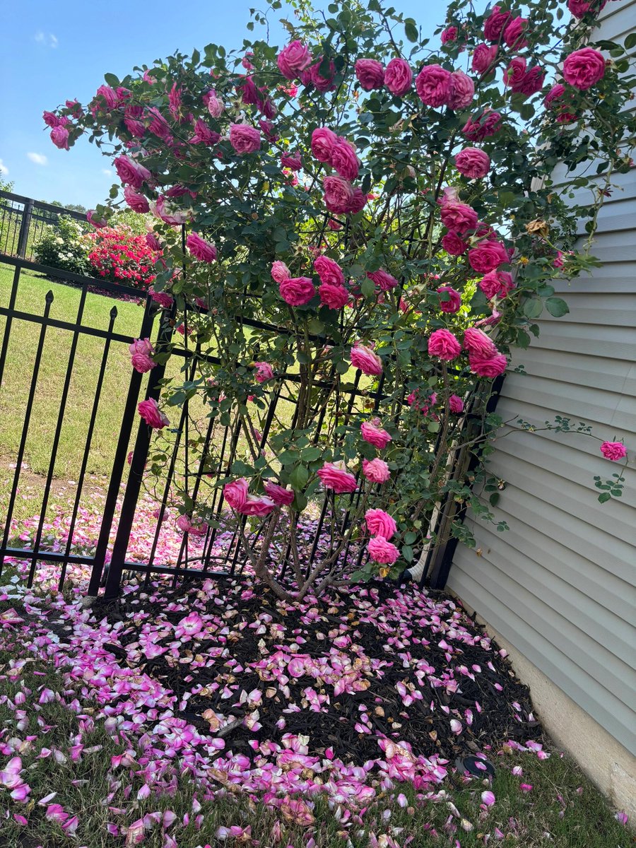 Ke3mberl's tweet photo. After a spring rain, petals fell to the ground🌺 https://t.co/37kFn7KJip