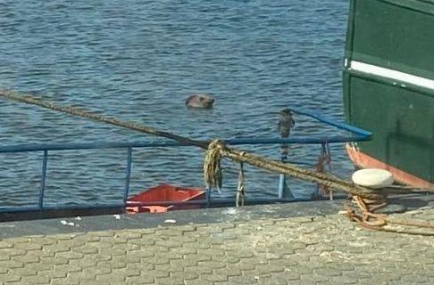 Verrassend bezoek in haven Urk. Duikinspectie?