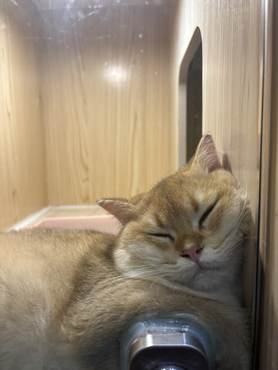 wuuu116's tweet photo. Currently experiencing a cat-nap update… system unresponsive. https://t.co/0pJTgXSIc6