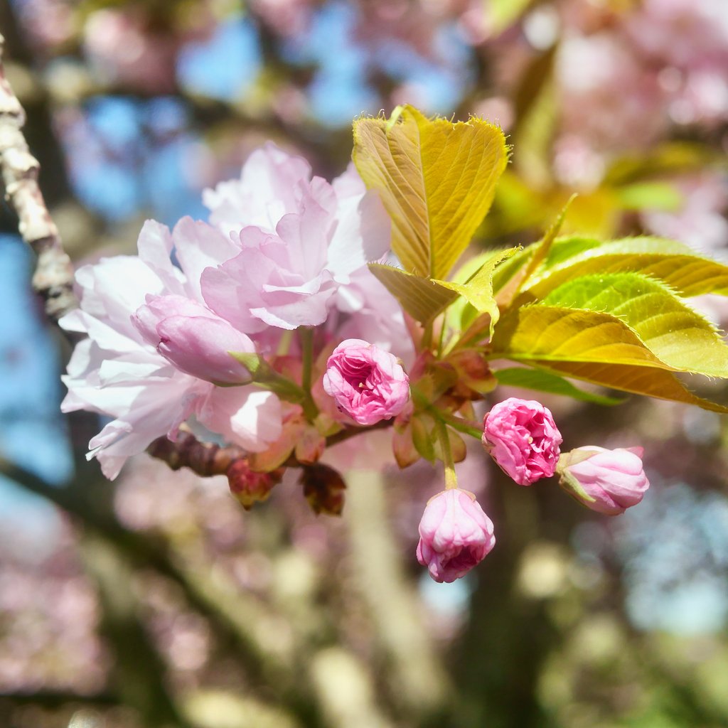VisitHoCoMD's tweet image. Spring’s here! 🌸 Time to swap the couch for a park bench and soak in the beauty of #HowardCounty. Whether you're hiking, picnicking, or just soaking up some sunshine, HoCo parks have the perfect spot to unwind. 

l8r.it/JYXu

#HelloSpring #OutdoorVibes #MDOutdoors