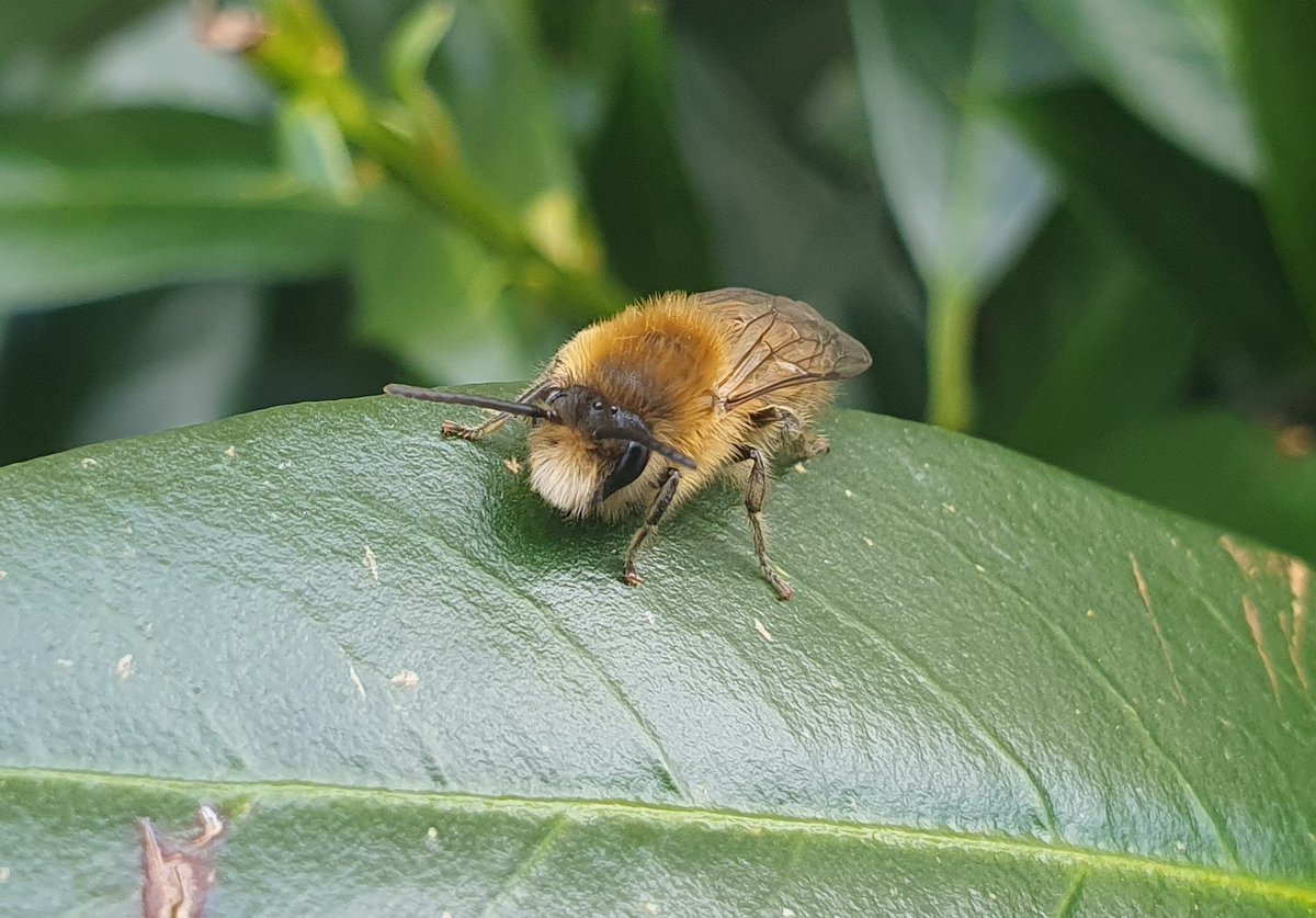 pundemics's tweet photo. Spring mining bee (Colletes cunicularius). It's so fluffy! 🐝 https://t.co/wV9LJftriN