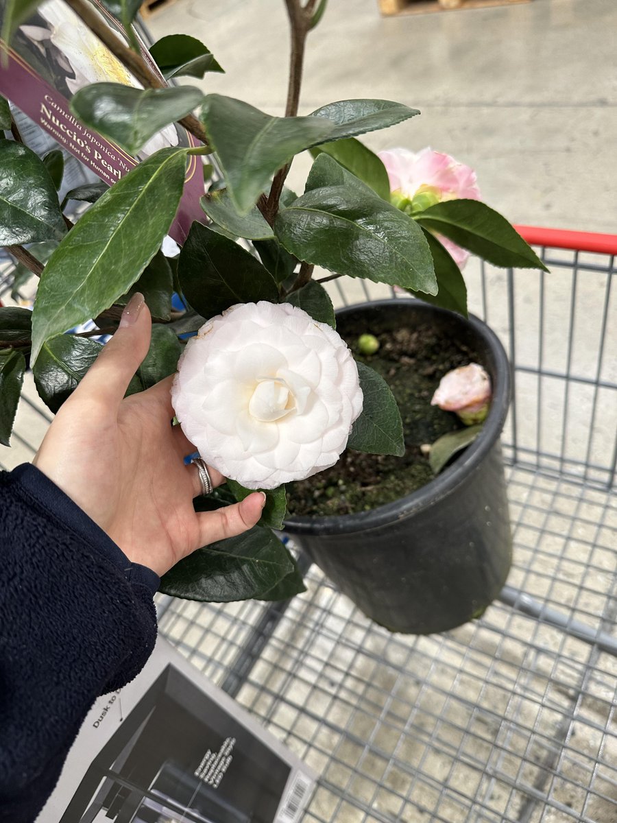 Ke3mberl's tweet photo. I was shopping at Costco this morning and was pleasantly surprised to find Nuccio’s Pearl on sale for $31.99. I immediately bought two pots. https://t.co/UzTTzRAGrE