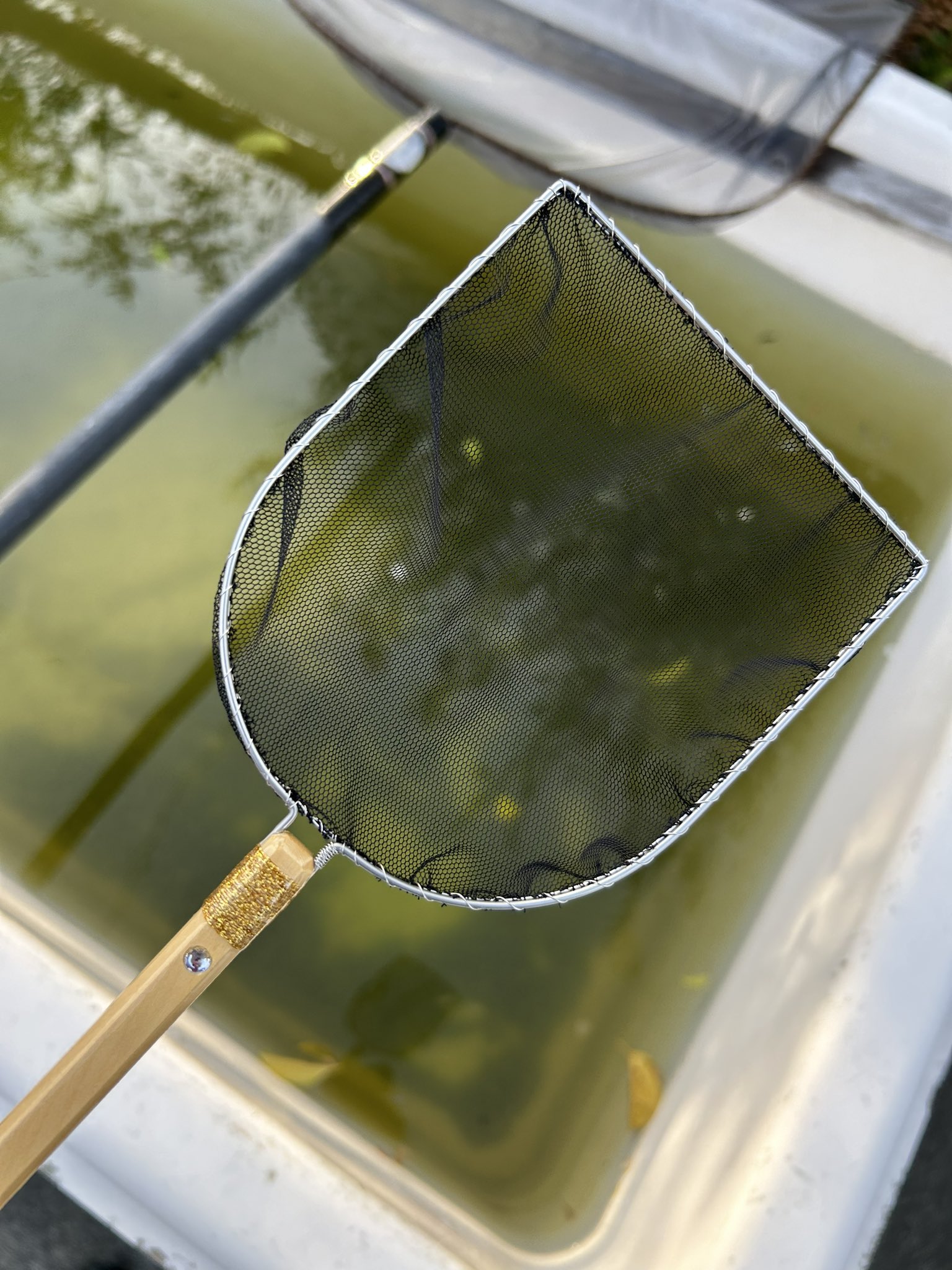 山下十段 タモ 大中小 3点セット めだか 魚用品・水草