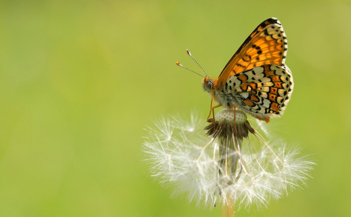 Effects of fungicide and herbicide on a non-target butterfly performance: sciencedirect.com/science/articl…