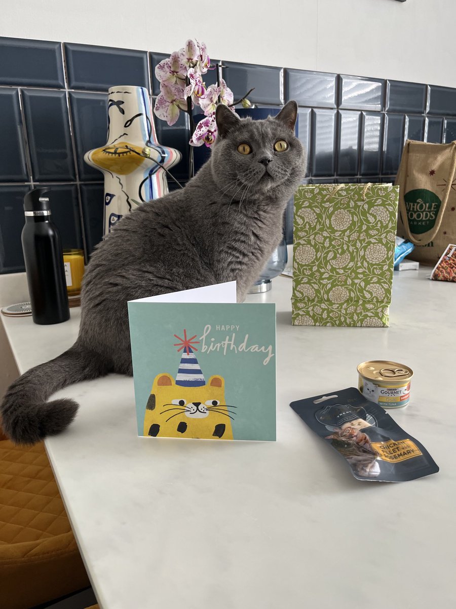 Today I am 4 years old. 🎂 A whole chicken all for me better be going in that oven. 🐾 

#CatsOnX #XCats #CatsOfTwitter