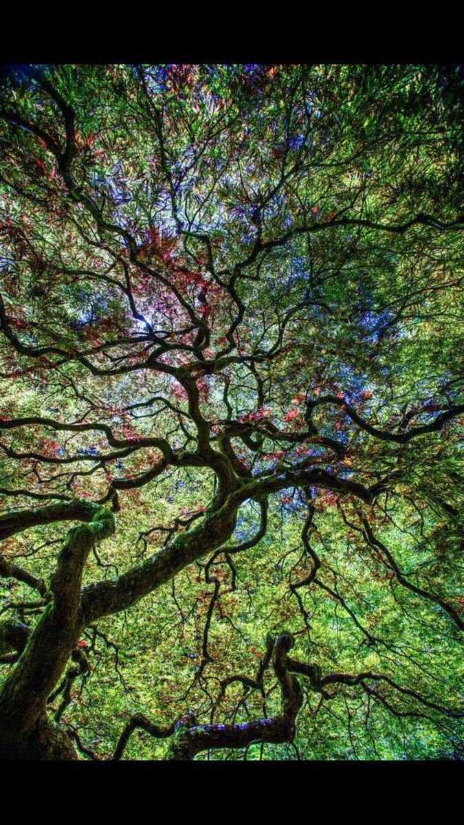 greenvibe's tweet image. 