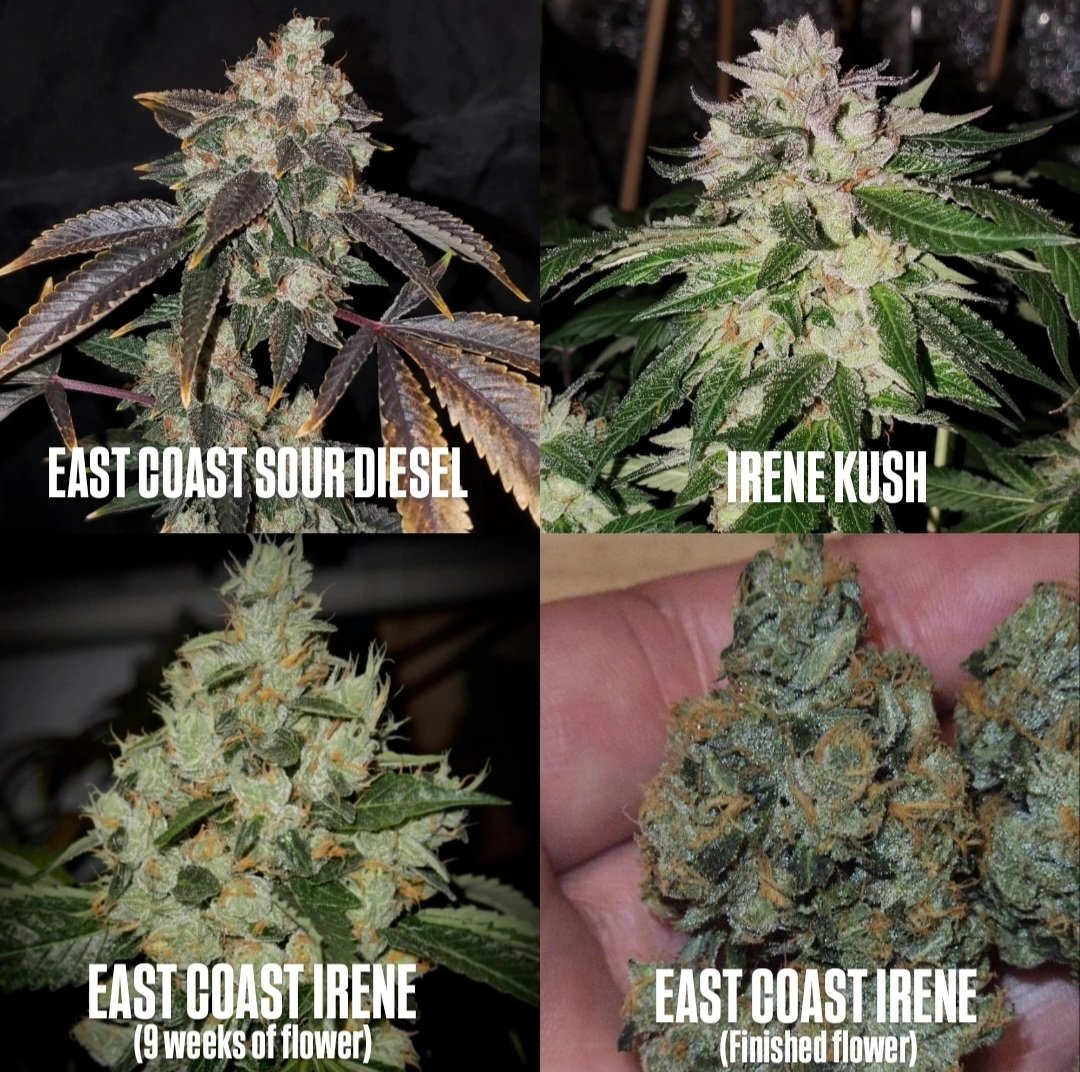 High Grade Herb🫙 tweet media