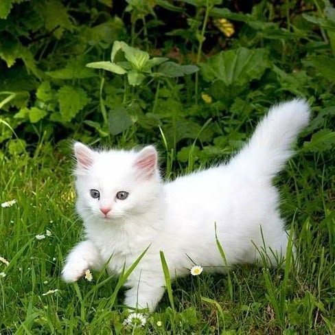 ᅠ ᅠ (@greendreaams) on Twitter photo 