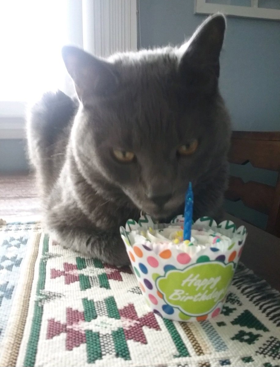 Today is my 9th Birthday! 🎂 🥳  Hoping to get some yummy treats and new fun toys to play with! Momma says she has a surprise for me later after she gets off work! 😸 ~ Nicky