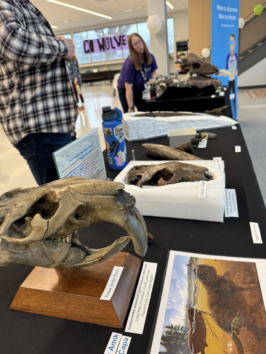 Dr_CrocoGator's tweet photo. Happy #FossilFriday! Recently we tabled at a STEM fair at Hiawatha Collegiate High School in Minneapolis, with a bunch of fun #dinosaurs and other #fossils from the @sciencemuseummn. We talked up our fieldwork in Montana and, of course, our #Minnesota state fossil initiative! https://t.co/qmSpRknxRQ