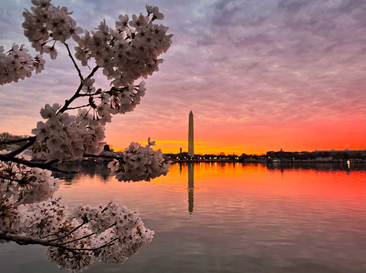 Capital Weather Gang (@capitalweather) on Twitter photo PEAK BLOOM is here at the Tidal Basin in DC 🌸🌸🌸. And, at sunrise today, just hours before it was declared by <a href="/NationalMallNPS/">National Mall NPS</a> -- the blossoms were backlit by a gorgeous peach-colored sky.
Check out these amazing photos from <a href="/dcstormchaser/">Kevin Ambrose</a> <a href="/MMMaryluna/">María Yliquín</a> and <a href="/jaksakl/">Kari Jaksa</a> PEAK BLOOM is here at the Tidal Basin in DC 🌸🌸🌸. And, at sunrise today, just hours before it was declared by <a href="/NationalMallNPS/">National Mall NPS</a> -- the blossoms were backlit by a gorgeous peach-colored sky.
Check out these amazing photos from <a href="/dcstormchaser/">Kevin Ambrose</a> <a href="/MMMaryluna/">María Yliquín</a> and <a href="/jaksakl/">Kari Jaksa</a>