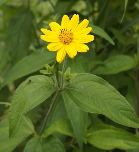 HerbalistChief's tweet image. Hello @ColtureSpark, 

Get the Wild Sunflower plant and wash it thoroughly under running water. Squeeze the leaves to get the juice out from it. 

Put one drop of the juice on the affected eye once daily. You will be cured. Nature heals.
