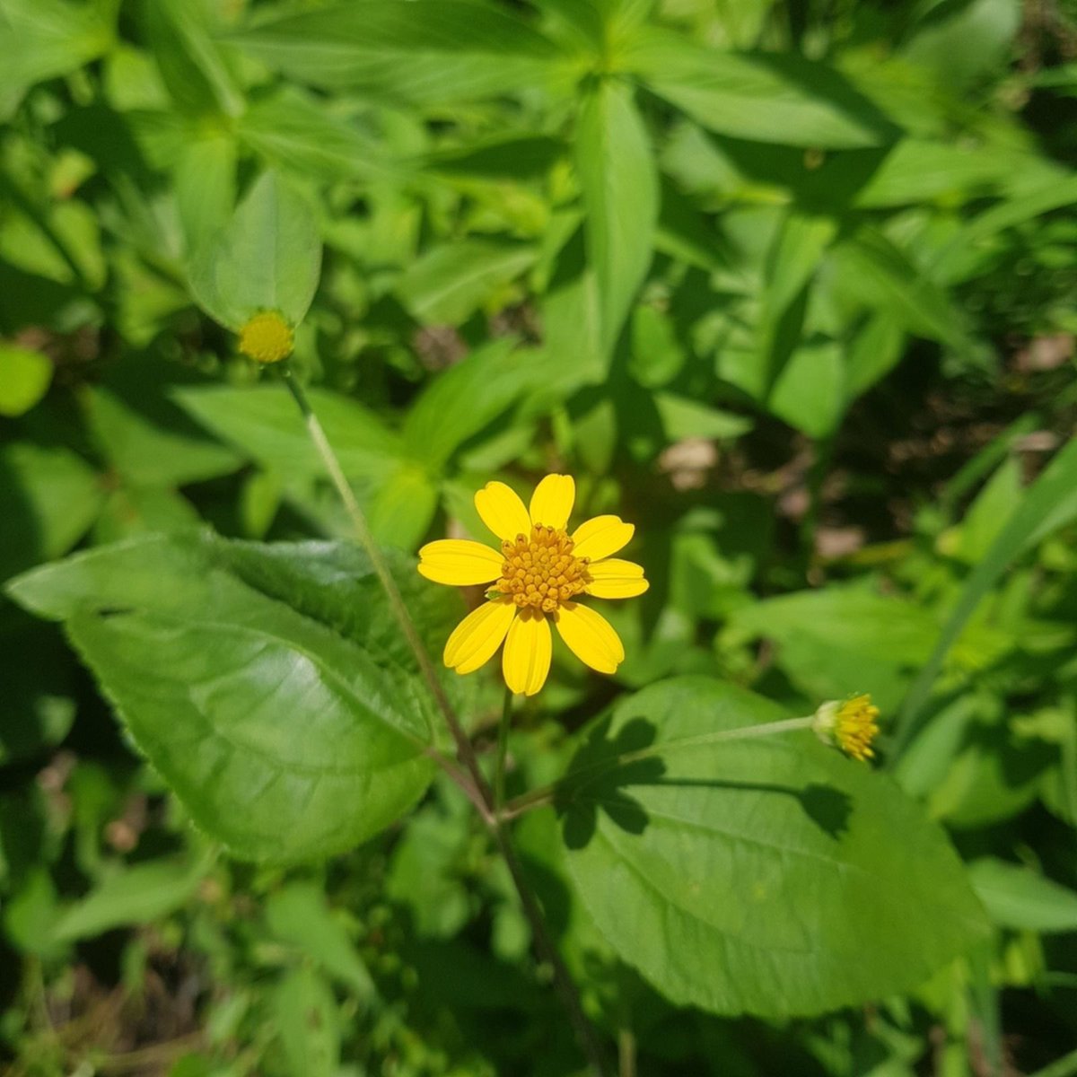 HerbalistChief's tweet image. Hello @ColtureSpark, 

Get the Wild Sunflower plant and wash it thoroughly under running water. Squeeze the leaves to get the juice out from it. 

Put one drop of the juice on the affected eye once daily. You will be cured. Nature heals.