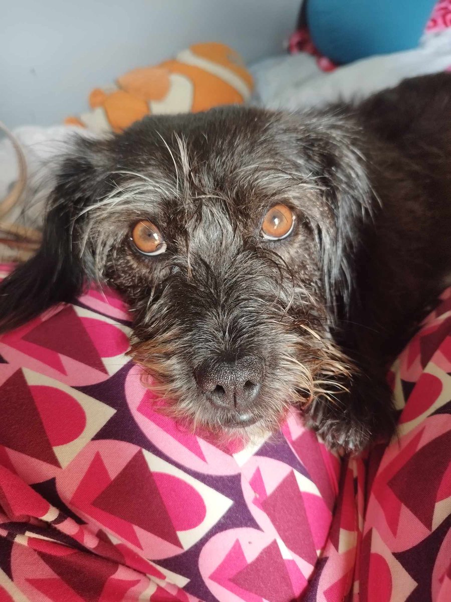 MissingPetsGB's tweet image. PLEASE SHARE-Gracie&apos;s family really need a boost &amp;amp; some hope.

She vanished on September 8 2024
She escaped from her dogsitter in #pershore #WR10

Lots of potential sightings checked &amp;amp; hopes dashed

It&apos;s devastating having no sign in all this time💔

We really need to find Gracie