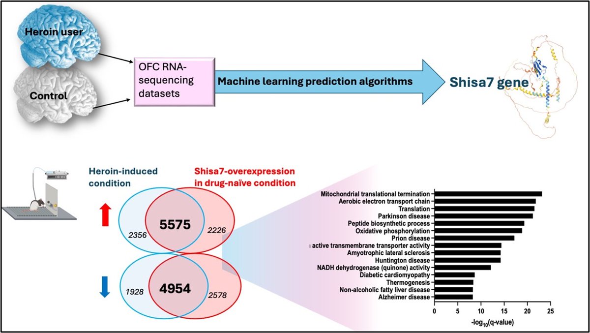 Friedman Brain Institute (@sinaibrain) on Twitter photo OUT NOW! In a NEW STUDY, researchers Randall Ellis, Yasmin Hurd @Neurovoice, et al. @icahnmountsinai have now found a unique molecular signature and genes in the orbitofrontal cortex associated with heroin-seeking behavior. Learn More <a href="/BiologicalPsyc1/">Biological Psychiatry</a> biologicalpsychiatryjournal.com/article/S0006-⦠OUT NOW! In a NEW STUDY, researchers Randall Ellis, Yasmin Hurd @Neurovoice, et al. @icahnmountsinai have now found a unique molecular signature and genes in the orbitofrontal cortex associated with heroin-seeking behavior. Learn More <a href="/BiologicalPsyc1/">Biological Psychiatry</a> biologicalpsychiatryjournal.com/article/S0006-ā¦