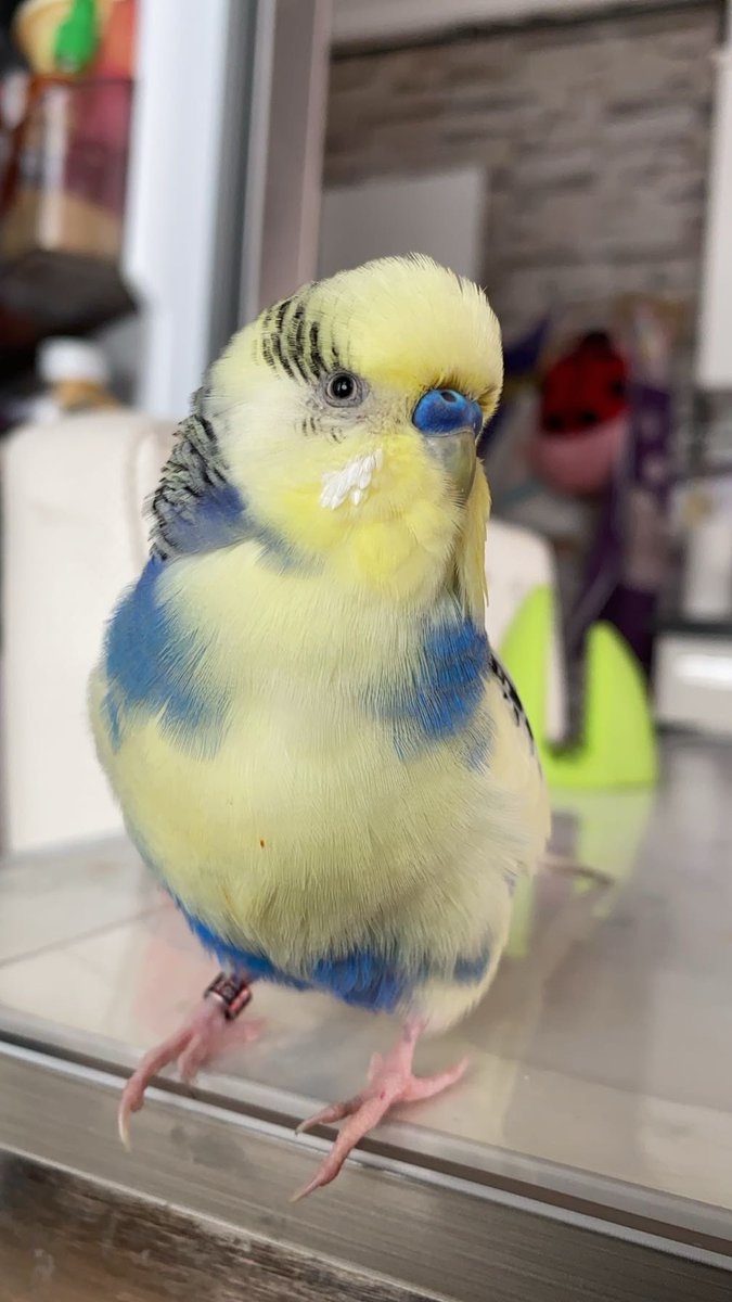 bratzhae's tweet photo. ben bugün en yakın arkadaşımı,nefesimi,dünyamı güzelleştiren kuşumu kaybettim…Birlikte koskoca 7 yıl geçirdik beraber büyüdük en yakın arkadaşımdı neşe kaynağımdı her anımda yanımdaydı iyi ki seninle tanışmışım iyi ki bizim ailemizin bir parçasıydın.Bugün o bana boncuk boncuk + https://t.co/FEyrAYQxFr
