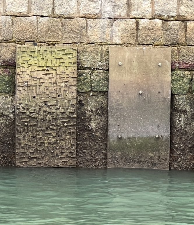 Glad 😊to share our new paper which confirms eco-engineered panels (from <a href="/EconcreteL/">ECOncrete</a> can significantly enhance both alpha and beta biodiversity on vertical seawalls in subtropical Hong Kong. @Marine_SKLMP <a href="/CityUHongKong/">CityU Hong Kong</a> <a href="/SEE_CityU/">School of Energy and Environment, CityUHK</a> <a href="/CityUChem/">CityU Department of Chemistry</a> View paper 📃: shorturl.at/qGMOQ