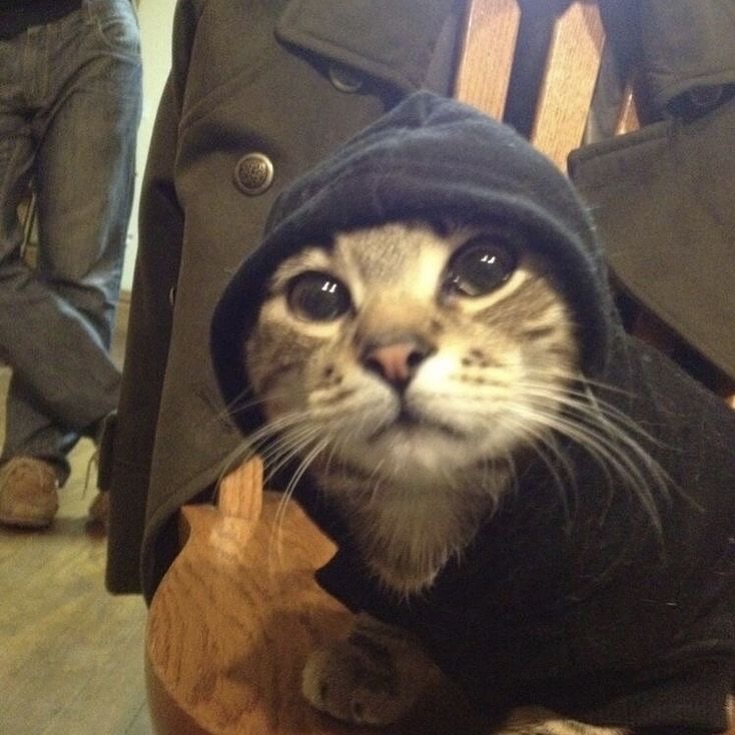 PunchingCat's tweet image. 