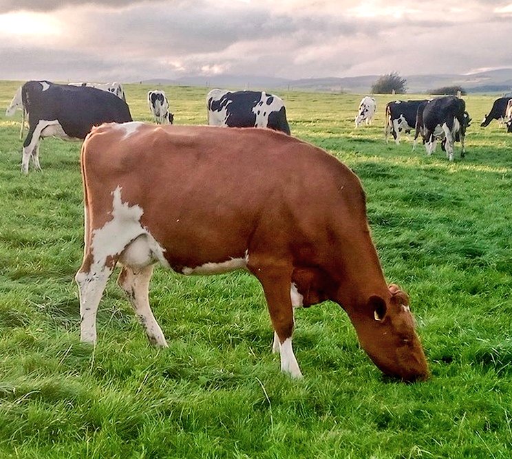 Just one Fr bull for sale this year. Velder Starmaker by Jux Red Dam. DM if anyone is interested 🐂🤠