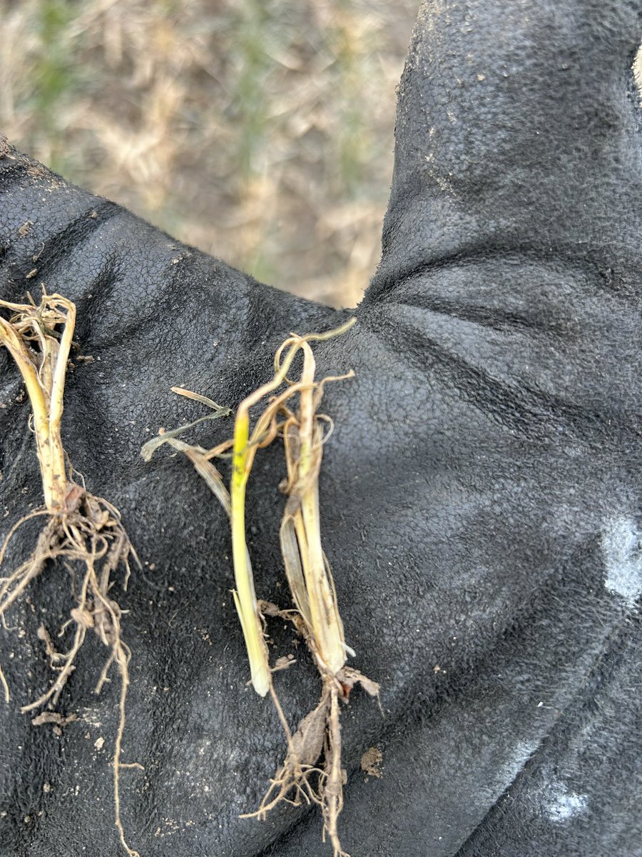 Aaron Stevanus (@aaron_stevanus) on Twitter photo Seeing snow mold in every field I walk this spring. In talking with <a href="/JoFollings/">Joanna Follings</a> we’ll have to rely on patience to know the outcome. Unless the crown is totally dead. Work on the corn planter and come back in a week or time to take up golf in a simulator since we can’t fish? Seeing snow mold in every field I walk this spring. In talking with <a href="/JoFollings/">Joanna Follings</a> we’ll have to rely on patience to know the outcome. Unless the crown is totally dead. Work on the corn planter and come back in a week or time to take up golf in a simulator since we can’t fish?