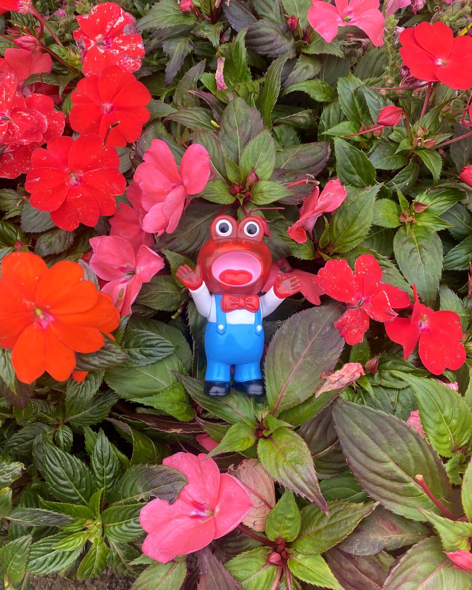 PointlessIsland's tweet photo. Pointless Island Singing Little Frog Clear version ~🌹

Brand new clear Red and Yellow, and Green version restock now available! 🐸
Stand about 90mm

Available at @ToyUndergroundS  
https://t.co/zeW2k6yoGU

#frog #青蛙 #カエル #doll #animal #cute #awesometoy https://t.co/Pp3mXGNEdf