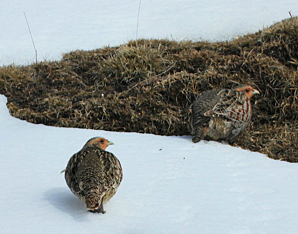 La Perdiu xerra (Perdix perdix) és una espècie escasa i qualificada de vulnerable a Catalunya principalment degut a la caça.
Nidifica al Pirineu i prepirineu entre 1000 i 2000m.