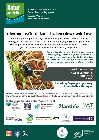 BBCT Wales (@buzzingwales) on Twitter photo Diwrnod Hyfforddiant Chwilen Olew Gwddf Byr
Ymunwch yn ein gweithdy hyfforddi a fydd yn ymdrin â chylch bywyd, ecoleg, a sut i adnabod a chofnodi chwilod olew yng Nghymru. ar y naw o 9fed Ebrill yn neuadd bentref bosherton. i archebu e-bost liam.olds@buglife.org.uk Diwrnod Hyfforddiant Chwilen Olew Gwddf Byr
Ymunwch yn ein gweithdy hyfforddi a fydd yn ymdrin â chylch bywyd, ecoleg, a sut i adnabod a chofnodi chwilod olew yng Nghymru. ar y naw o 9fed Ebrill yn neuadd bentref bosherton. i archebu e-bost liam.olds@buglife.org.uk