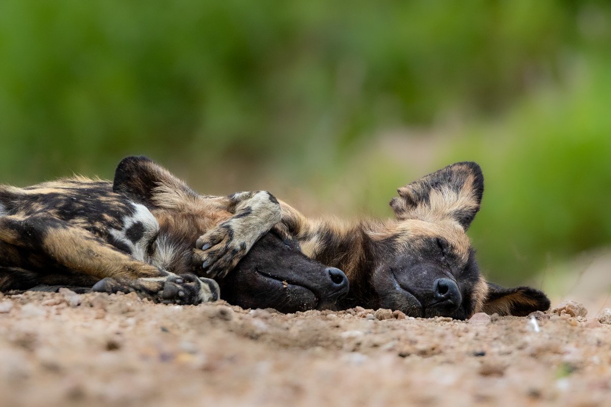 londolozi's tweet photo. Friday feels ๐ฅฑ๐พ
Enjoy this weekโs The Week in Pictures: https://t.co/UcdBpYbBkP
๐ธ: Kirst Joscelyne
#londolozi #thelondolozieffect #relais #relaischateaux #wildlifeblog #luxurysafari #safari @relaischateaux โ #anoriginalway #wilddog https://t.co/AAjh8AMprM