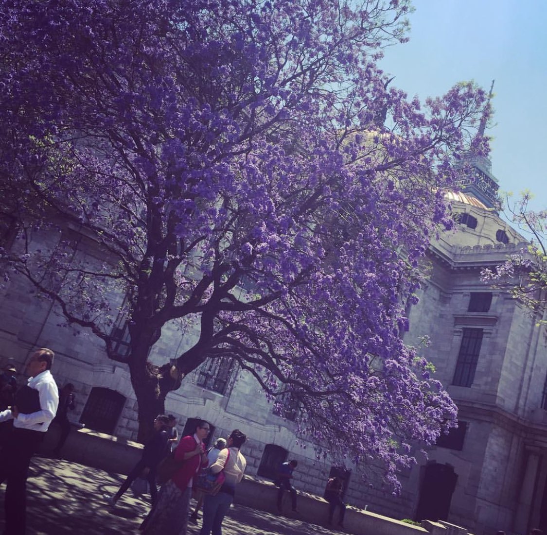 may140723's tweet photo. #JacarandaAzteca https://t.co/Xq73bMi7Sw